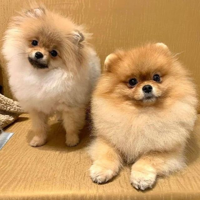 pom