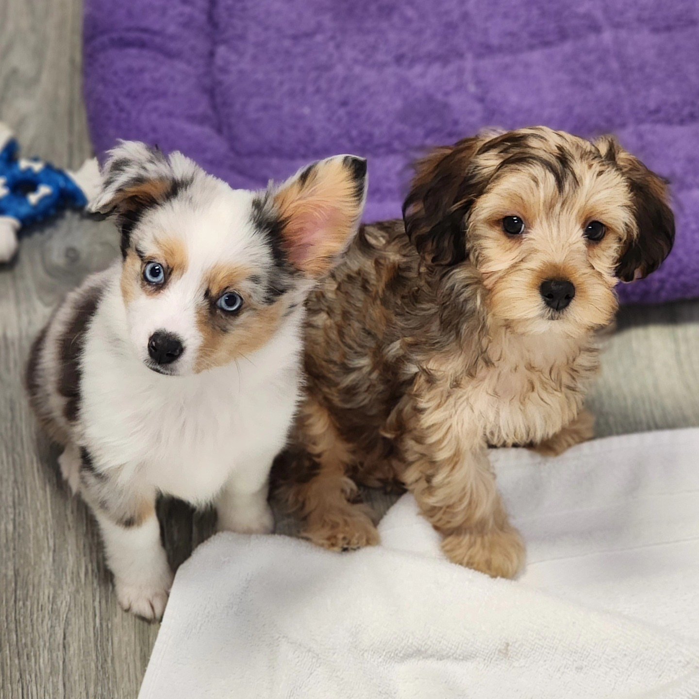 Barkavenuepuppies 20261004 0002.jpg