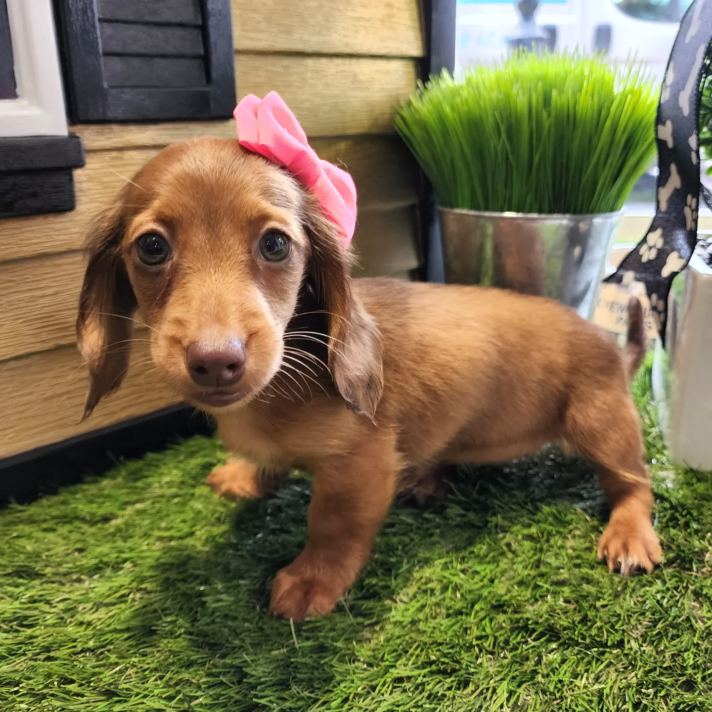 Barkavenuepuppies 20261004 0008.jpg