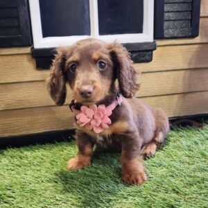 Milo